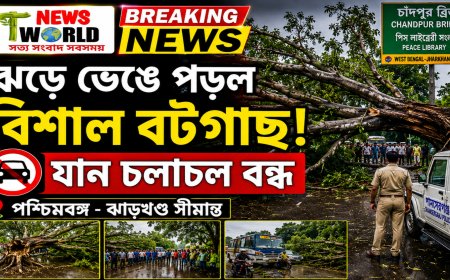ঝড়ে ভেঙে পড়ল 🌳 বিশাল বটগাছ! ⛔ বন্ধ সীমান্ত সড়ক